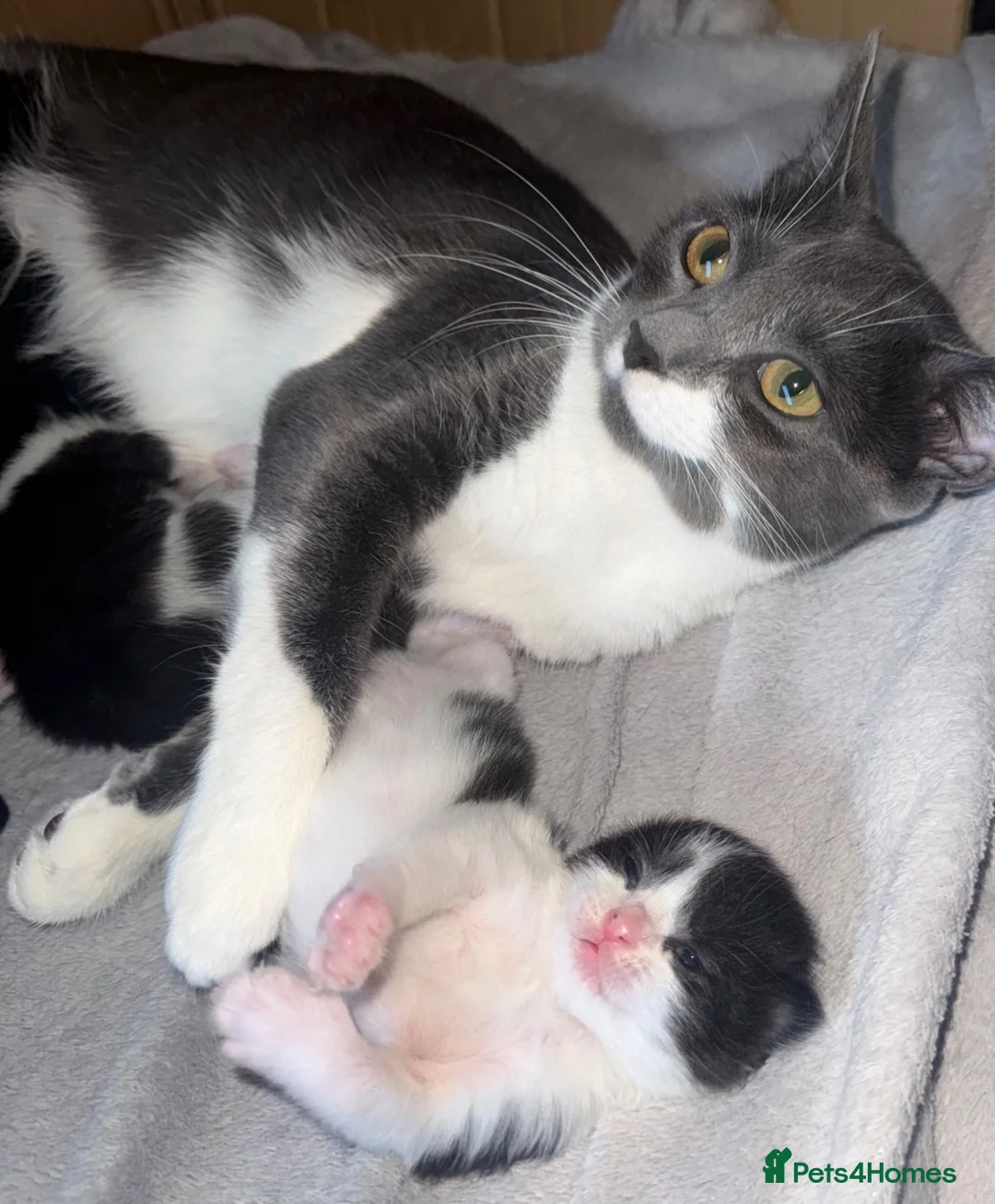Mixed Breed cats for sale: Beautiful Tuxedo Kittens Looking for Loving Homes - Advert 5