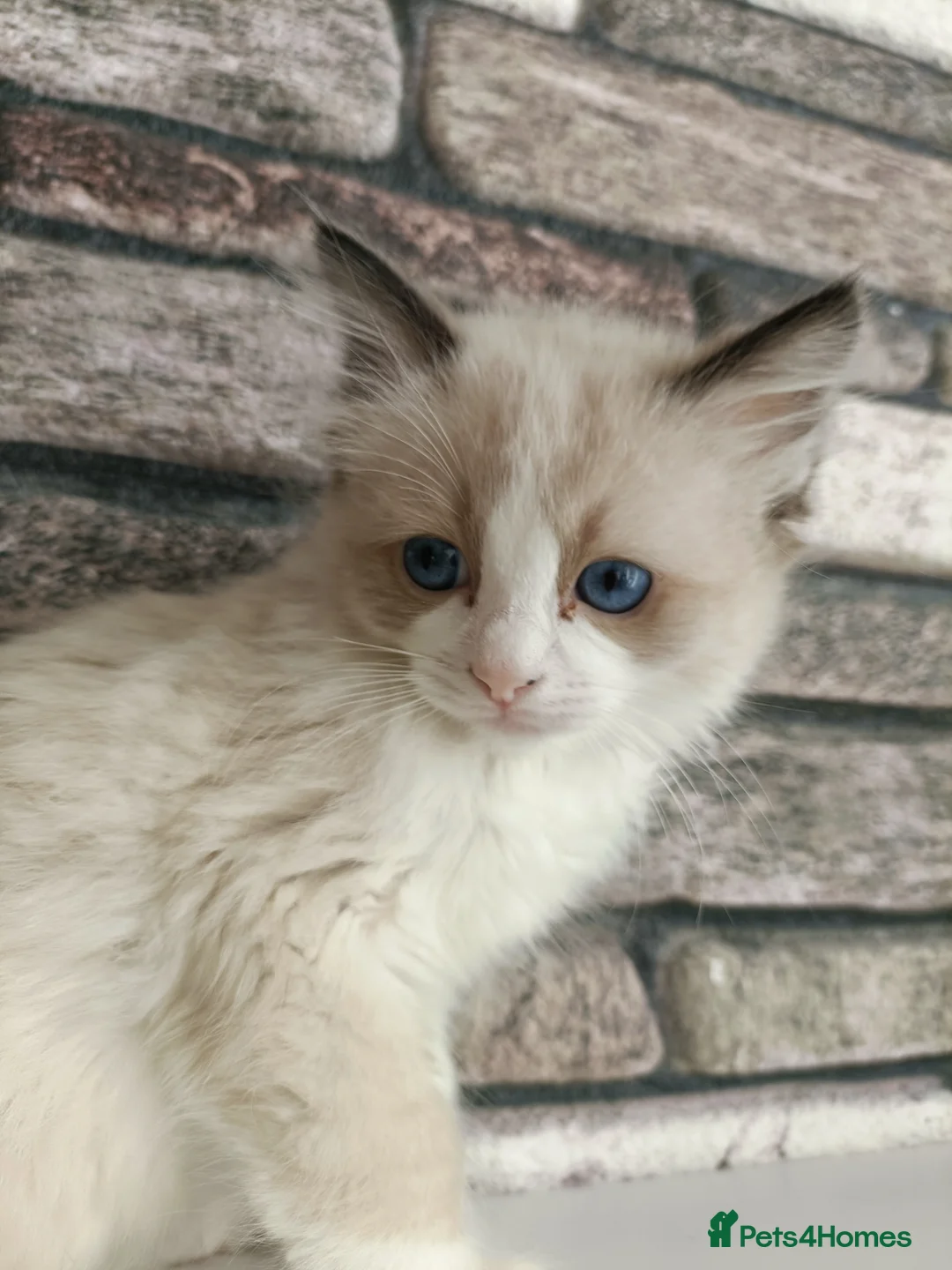 Ragdoll cats for sale: 4 pure ragdoll kitten ready to leave🐾 - Advert 36