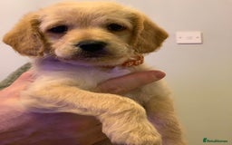 Double Doodle dogs for sale: Beautiful rare litter of Double Doodles - Image 28
