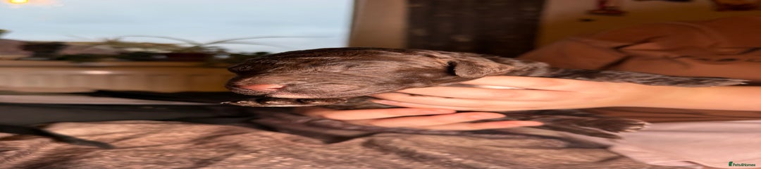 Goldendoodle Puppy 3