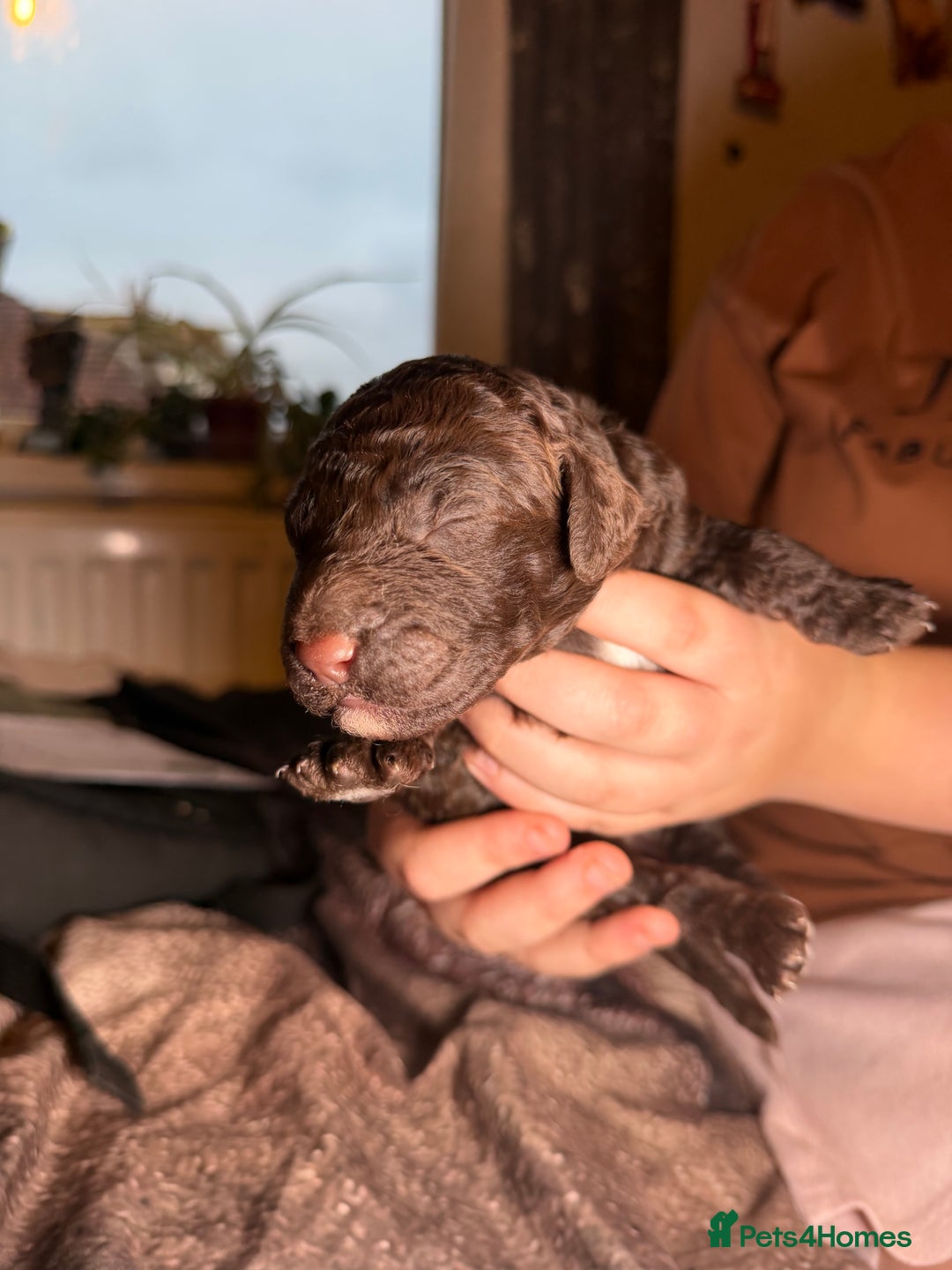 Goldendoodle dogs for sale: Beautiful Rainbow Litter of Goldendoodles - Advert 24