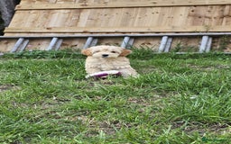 Cockapoo dogs for sale: Girl reavailable F1B cockapoo puppy health tested in Ormskirk - Image 4