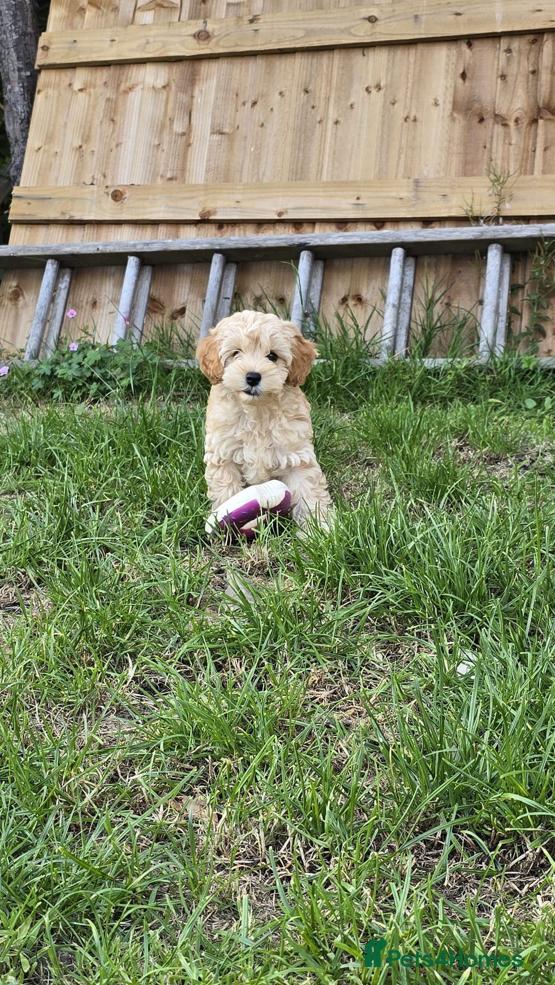 Cockapoo dogs for sale: Girl reavailable F1B cockapoo puppy health tested in Ormskirk - Image 4