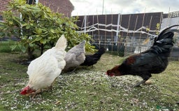 Chickens poultry for sale: 3 hens chickens and 1 cock  Roomster with house - Image 7