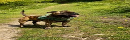 Staffordshire Bull Terrier dogs for stud: KC REGISTERED BRINDLE STAFF FOR STUD  - Advert 1