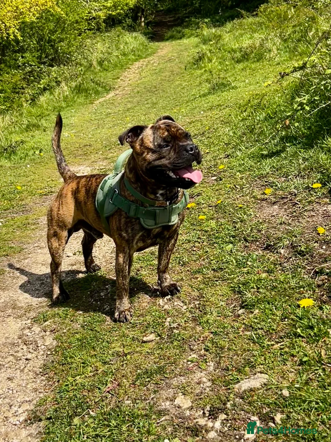 Staffordshire Bull Terrier dogs for stud: KC REGISTERED BRINDLE STAFF FOR STUD  - Advert 1