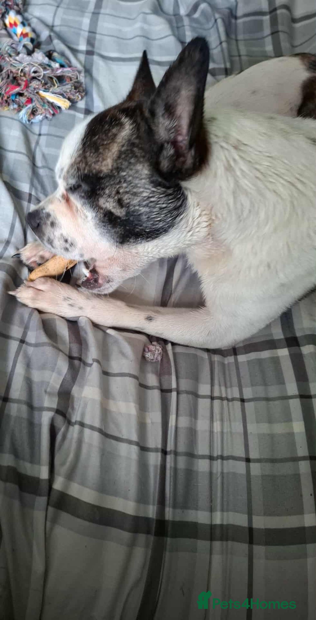 Jug dogs for sale: Pug x jack russell  - Image 7