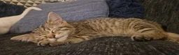 Maine Coon cats for sale: Kittens ready for forever home - Advert 14