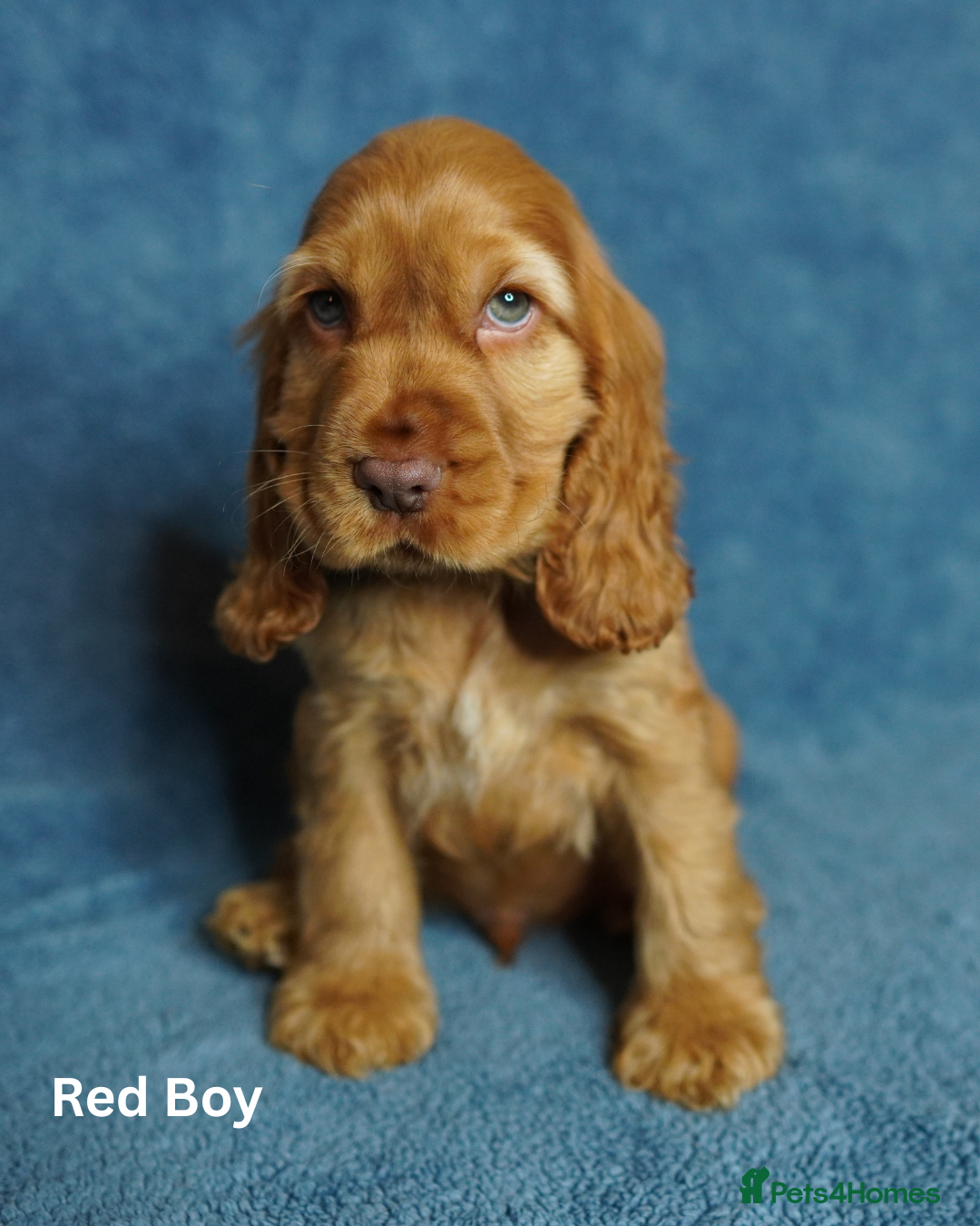 Cocker Spaniel dogs for sale: DNA Tested parents, Quality, Show Type puppies - Advert 2
