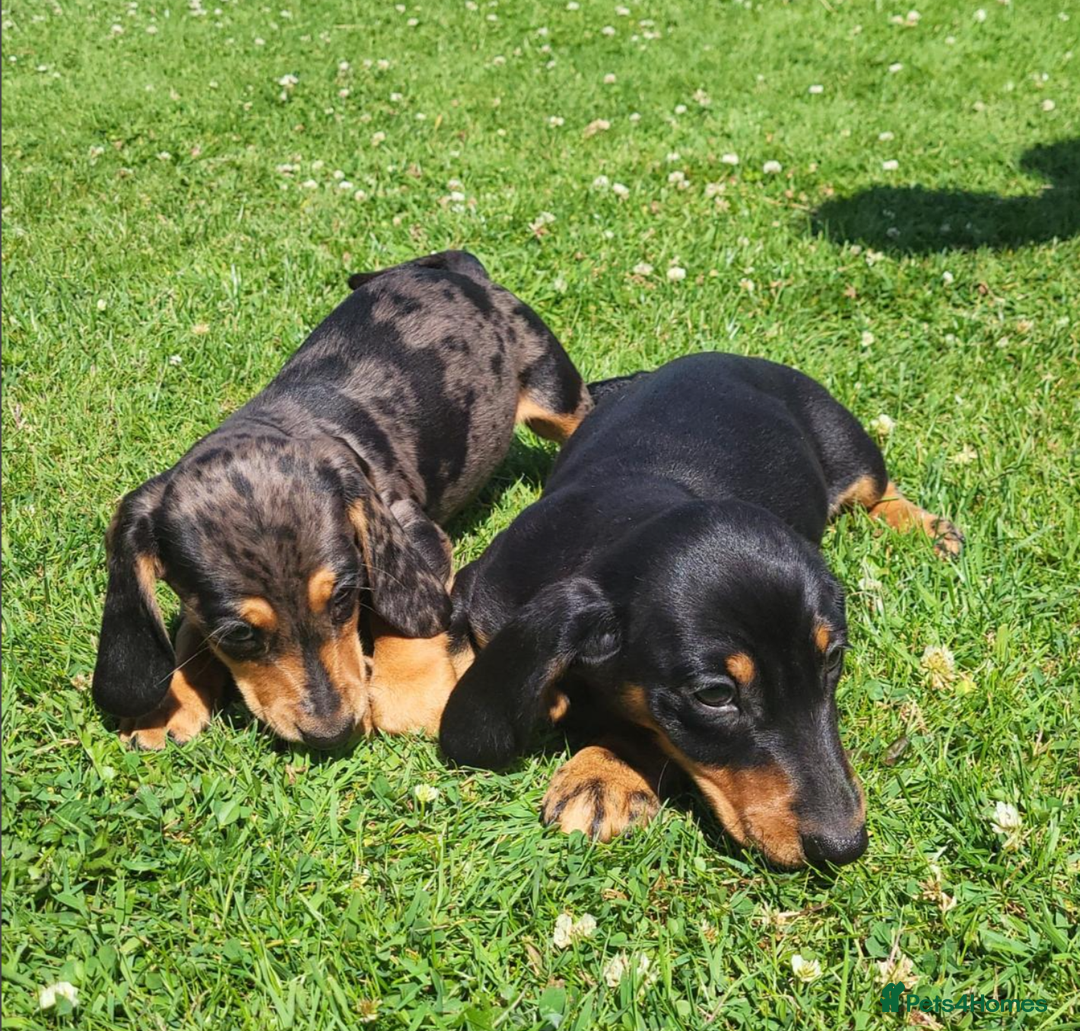 Miniature Dachshund dogs for sale: Adorable Miniature Dachshund Pups  - Image 1