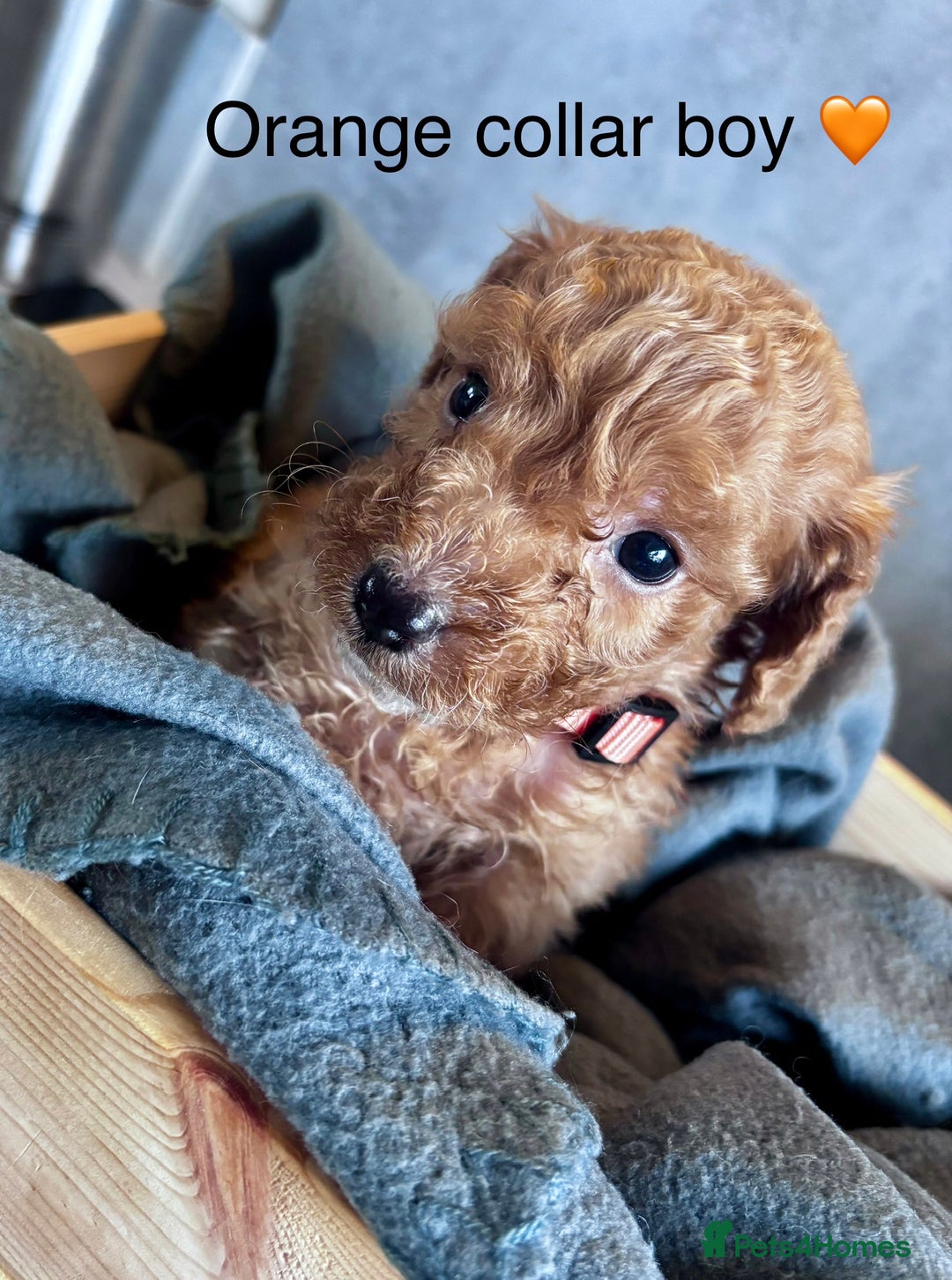 Cockapoo dogs for sale: ✨ READY SOON-Adorable F1B Cockapoo Puppies✨ - Image 17