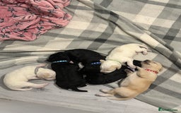 Cockapoo dogs for sale: Cockapoo puppies for sale  - Advert 13