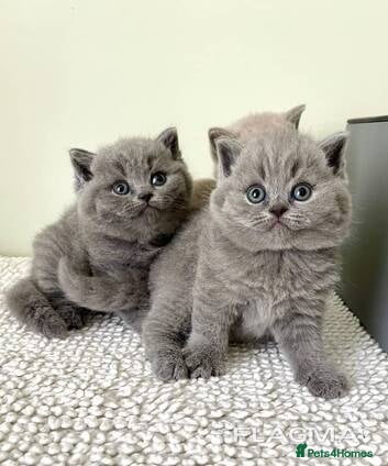 British Shorthair cats 2 beautiful BSH  kittens - Advert 2