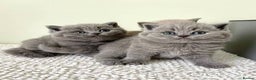 British Shorthair cats for sale: 2 beautiful BSH  kittens - Advert 1