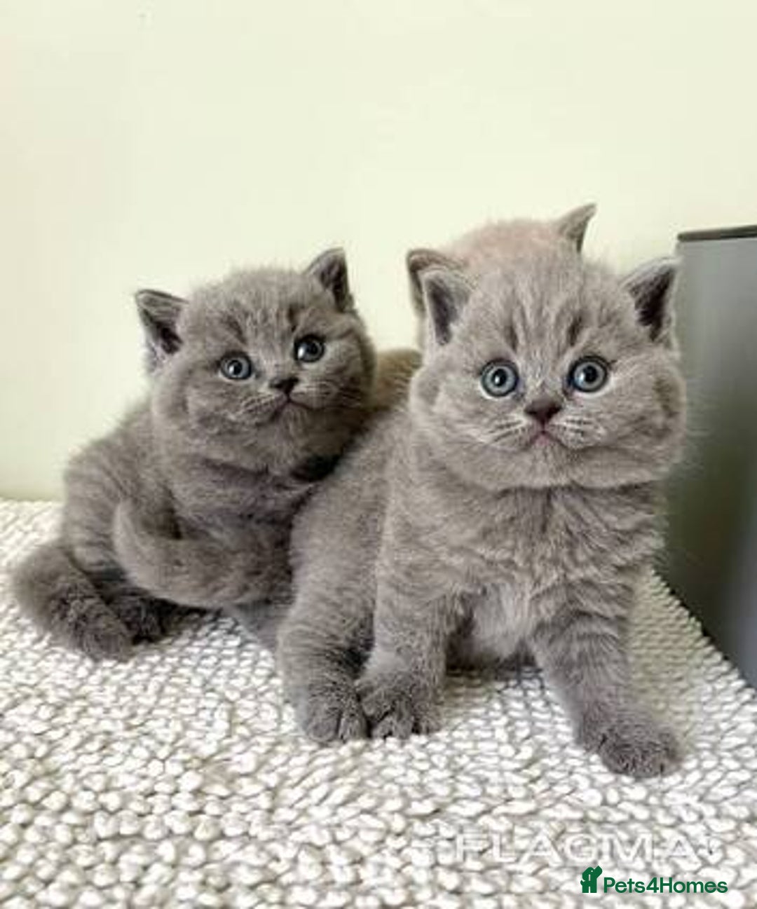 British Shorthair cats for sale: 2 beautiful BSH  kittens - Advert 1