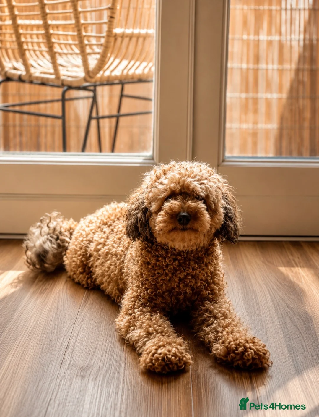 Cockapoo dogs for sale: Special Home Required for a Special Girl - Advert 1