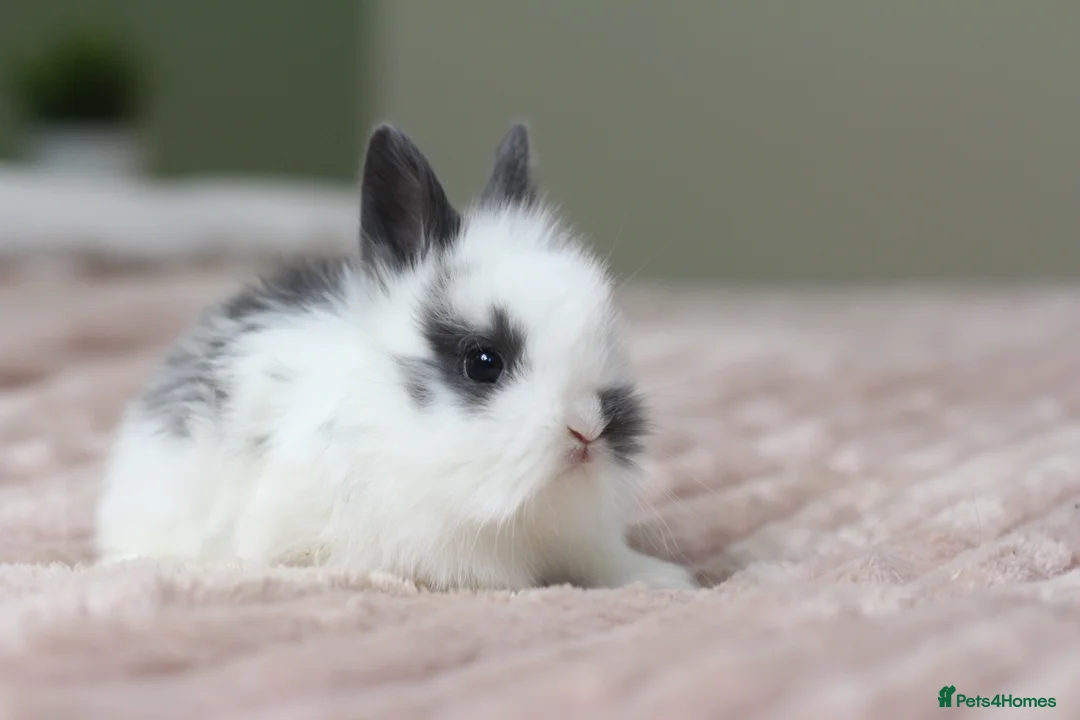 Angora rabbits for sale: Angora X bunny rabbits  - Advert 8