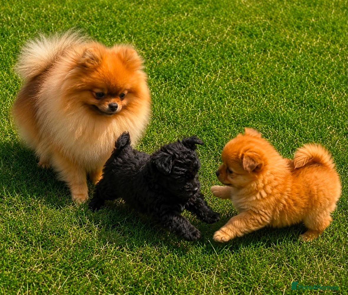 Pomeranian dogs Pomeranian puppies For sale - Advert 1