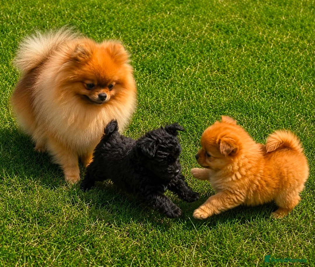 Pomeranian dogs for sale: Pomeranian puppies For sale in London - Advert 1
