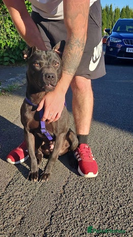 Mixed Breed dogs in Stoke-on-Trent - Advert 1