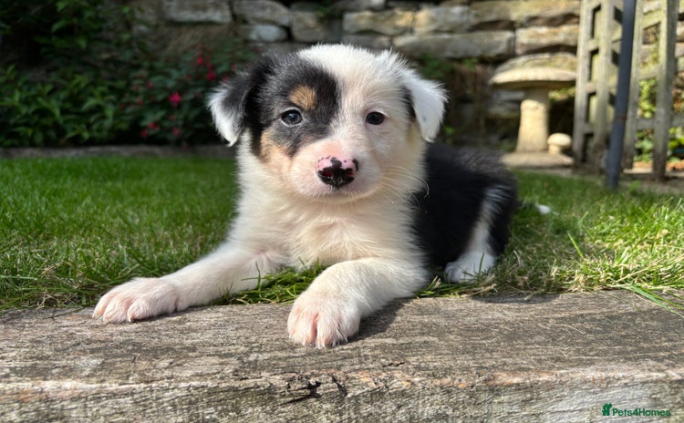 Border Collie dogs - Advert 12
