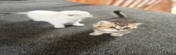 British Shorthair cats for sale: Two golden brown boys & 1 white girl available  - Advert 4