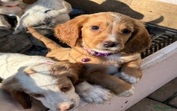 Cocker Spaniel dogs for sale: Beautiful 7month old pup looking for home  - Image 4