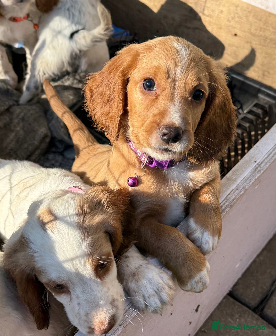 Cocker Spaniel dogs for sale: Beautiful 7month old pup looking for home  - Image 4