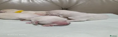 Golden Retriever 1