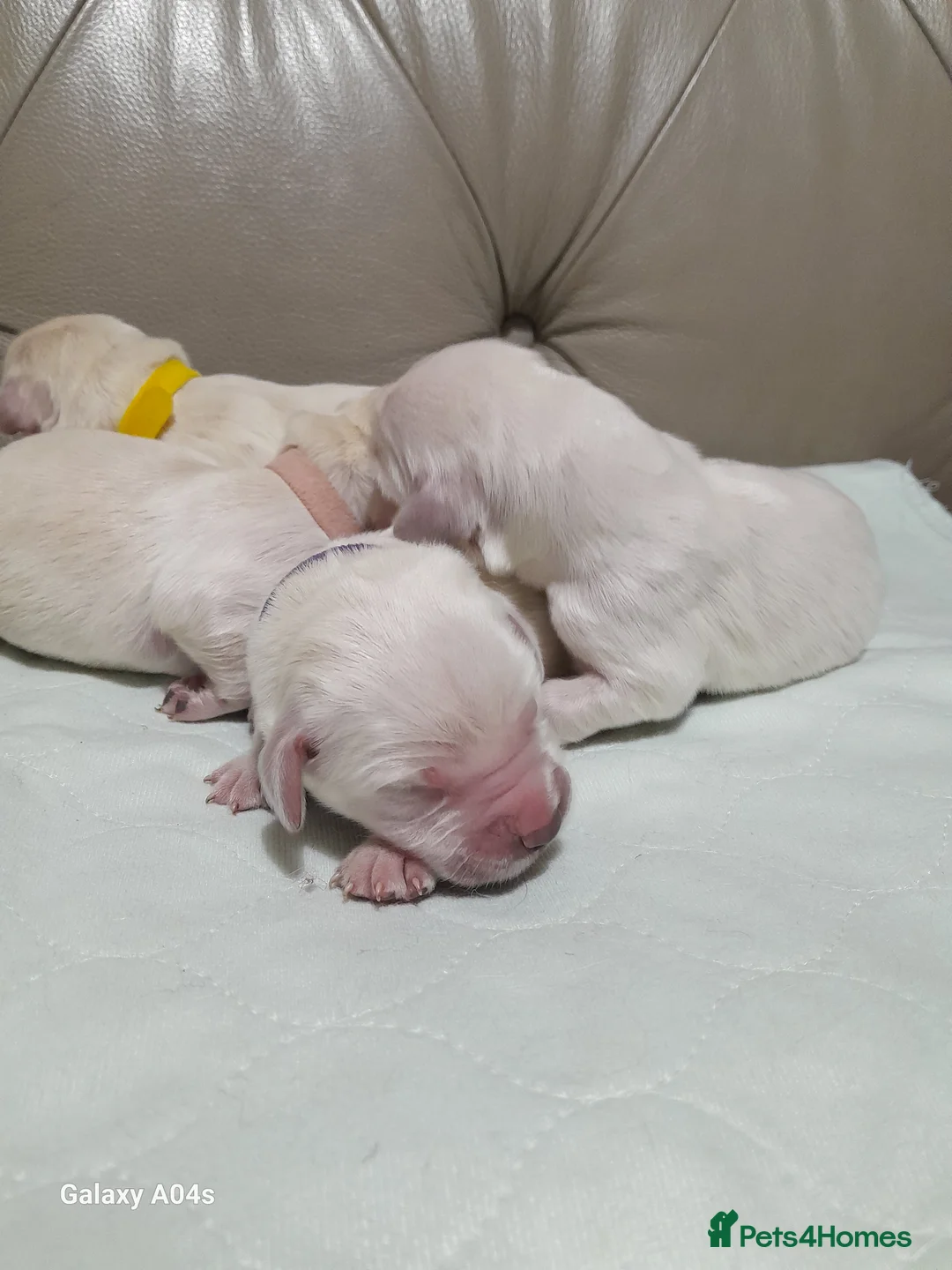 Golden Retriever dogs for sale: Kc golden retriever pups - Advert 3