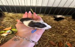 Guinea Pig rodents for sale: Gorgeous baby Guineapigs  - Image 4