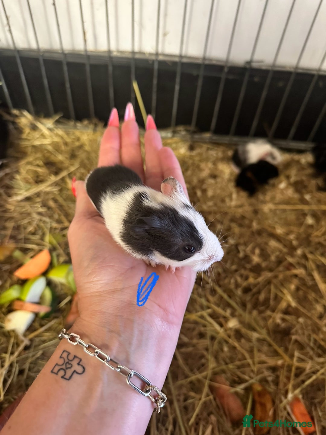 Guinea Pig rodents for sale: Gorgeous baby Guineapigs  - Image 4