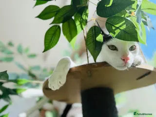 Arabian Mau cats for adoption: Charlie & Bobbie 🐾 - Advert 1