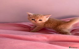 British Shorthair cats for sale: Gorgeous mixture of kittens.  - Image 6