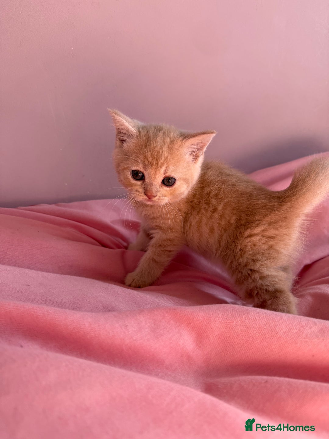 British Shorthair cats for sale: Gorgeous mixture of kittens.  - Image 6