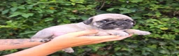 Pug dogs for sale: Royal Blue Litter - Exclusive Showline  - Advert 25