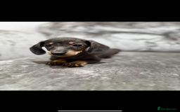 Miniature Dachshund dogs for sale: Miniature Dachshunds  - Advert 4