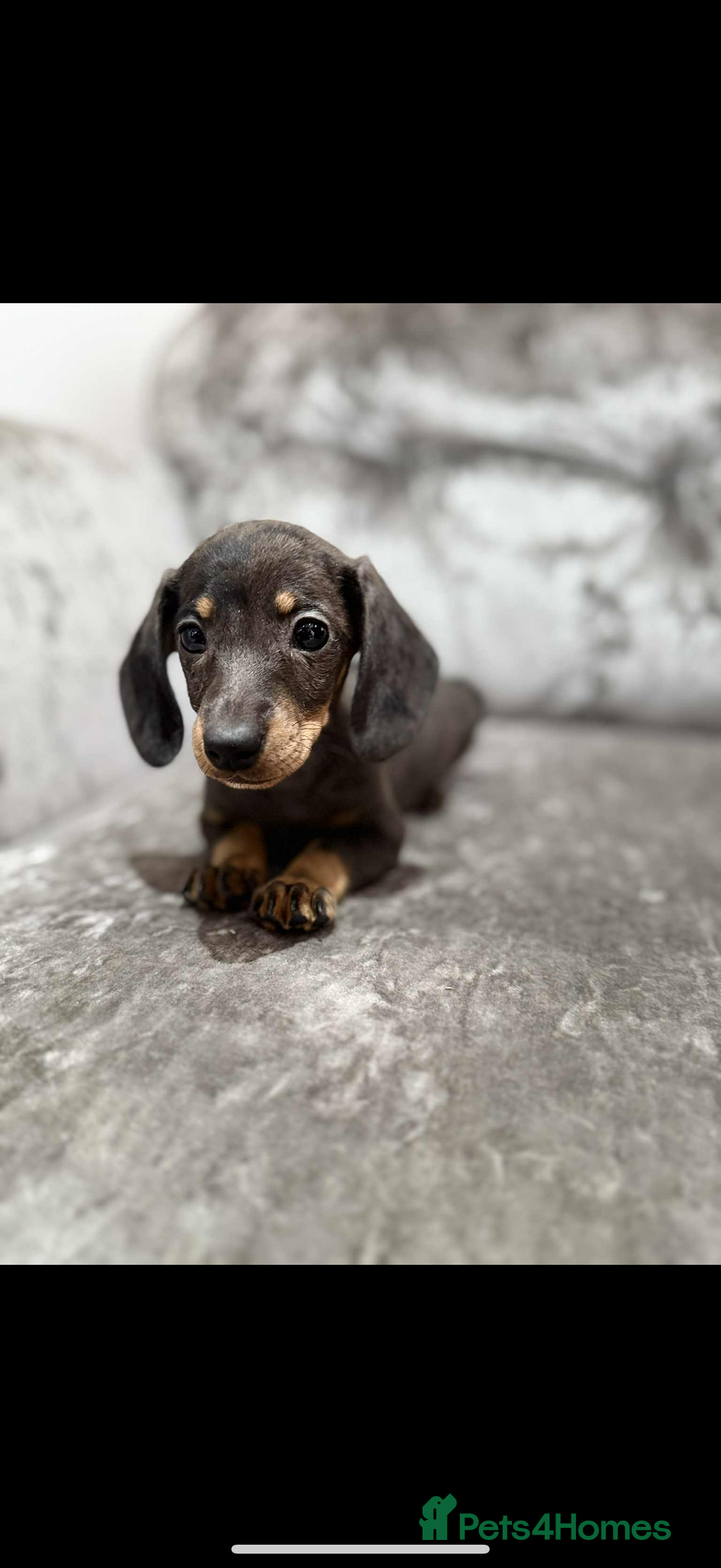 Miniature Dachshund dogs for sale: Miniature Dachshunds  - Advert 4