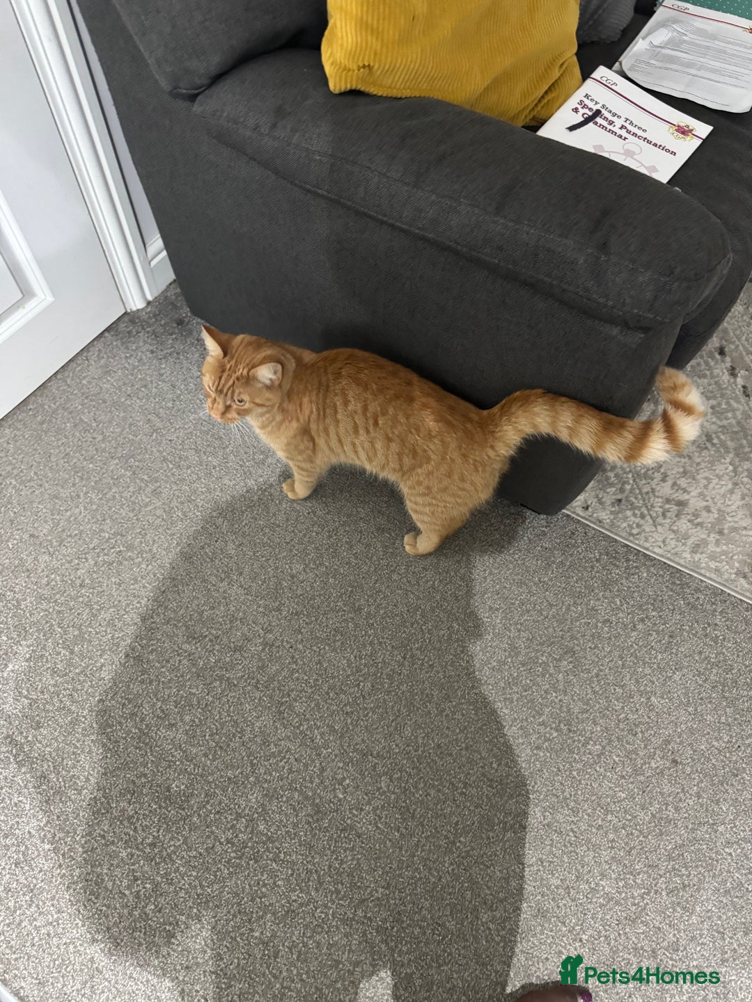 British Shorthair cats for sale: Milo, a short-haired ginger cat seeks loving home - Image 5