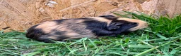 Guinea Pig rodents for sale: Young Guinea pigs  - Advert 12