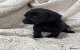 Labrador Retriever dogs for sale: Labrador Pups - Image 10