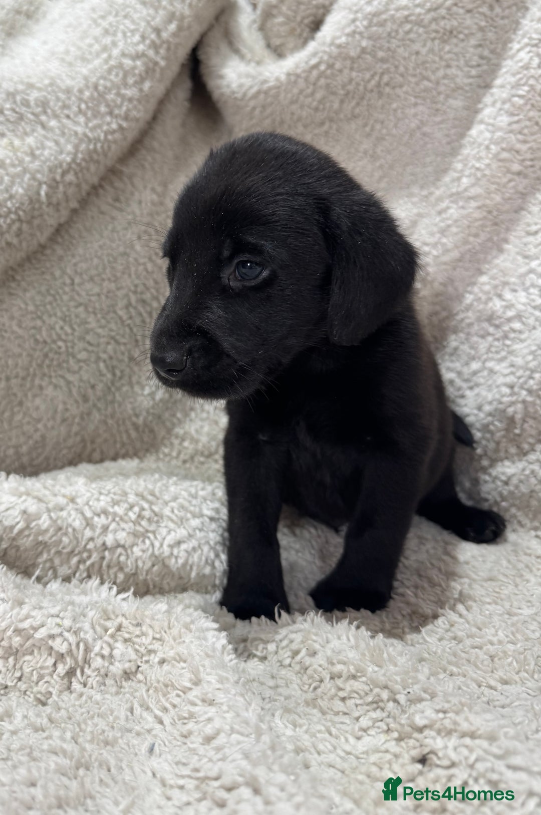 Labrador Retriever dogs for sale: Labrador Pups - Image 10