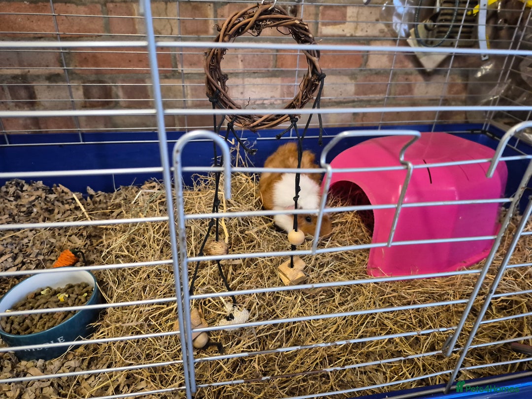 Guinea Pig rodents for sale: Two female Guinea Pigs plus cage/food - Advert 8