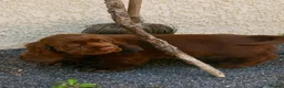 Sussex Spaniel dogs for sale: Sussex Spaniel Puppies Ready  in Pwllheli - Advert 7