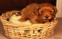 Cavapoo dogs for sale: Gorgeous Cavapoo puppies - Image 5