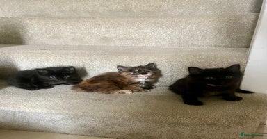 Mixed Breed cats - Advert 6