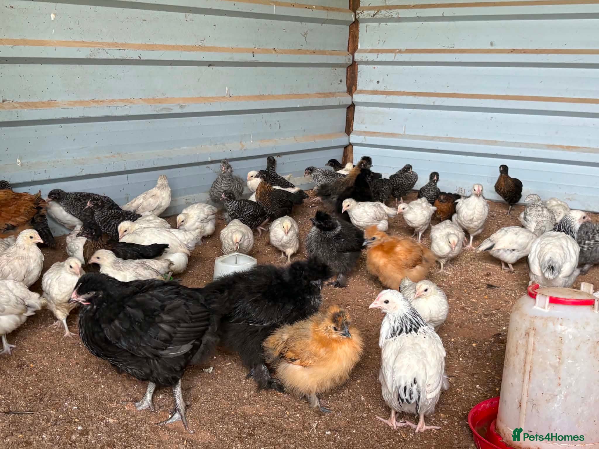 Chickens poultry Hybrid . Silkie . Pekin and Orpington Pullets  - Advert 1
