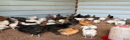 Chickens poultry for sale: Hybrid . Silkie . Pekin and Orpington Pullets  - Advert 1