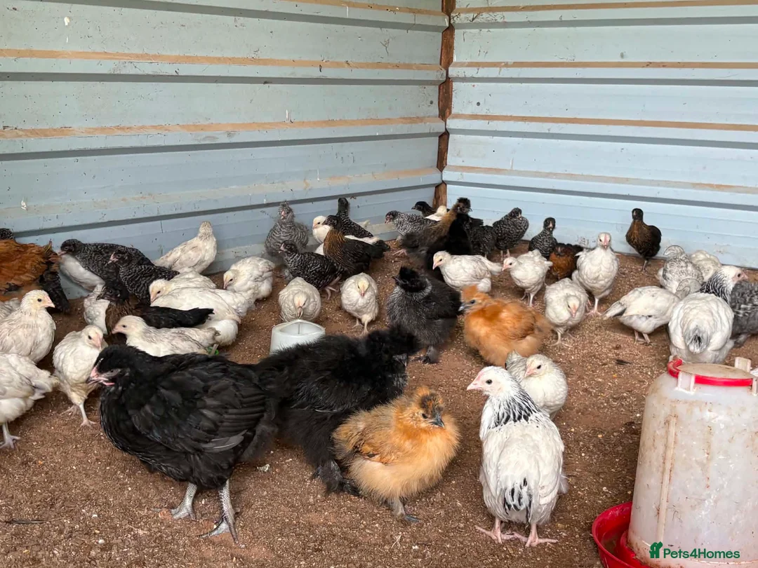 Chickens poultry for sale: Hybrid . Silkie . Pekin and Orpington Pullets  - Advert 1