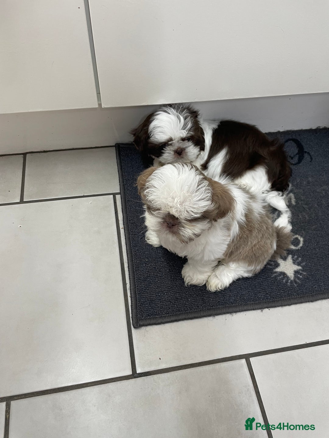 Shih Tzu dogs for sale: Shitzus for sale - Image 2